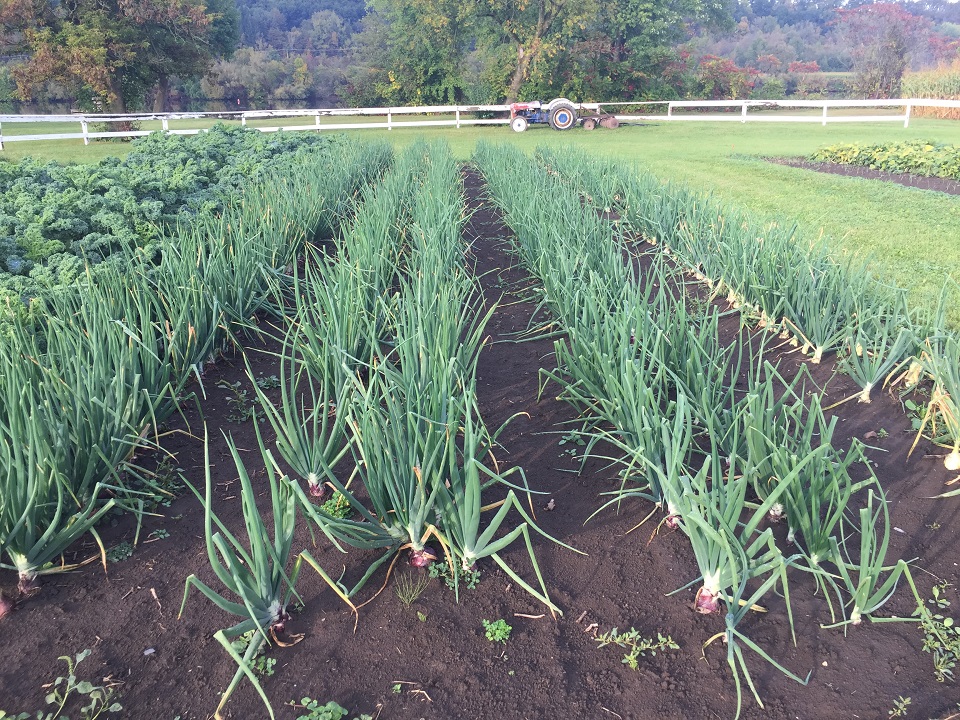 Field Onions_R.jpg